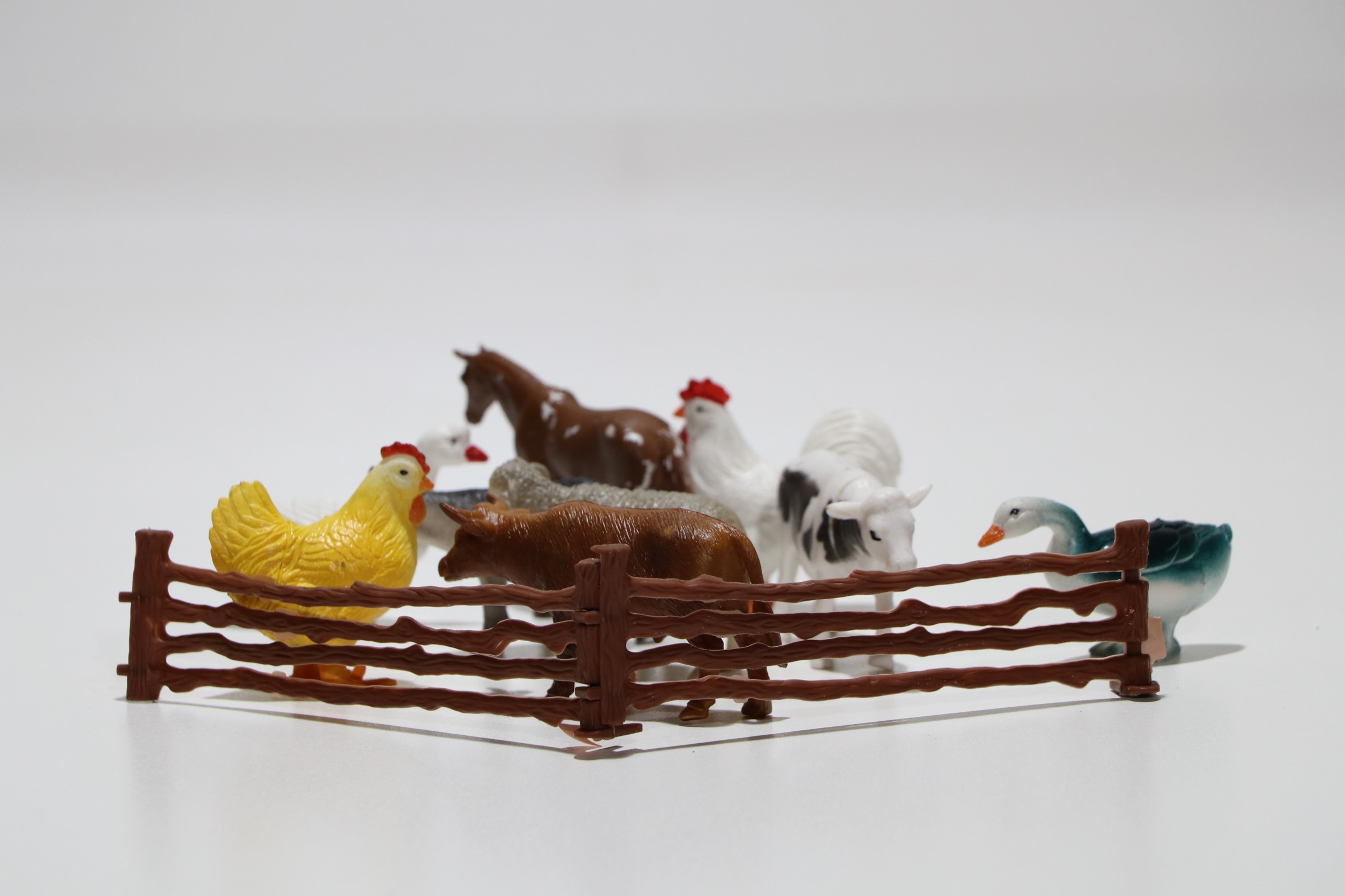 باغ وحش حیوانات اهلی باغ وحش حیوانات اهلی